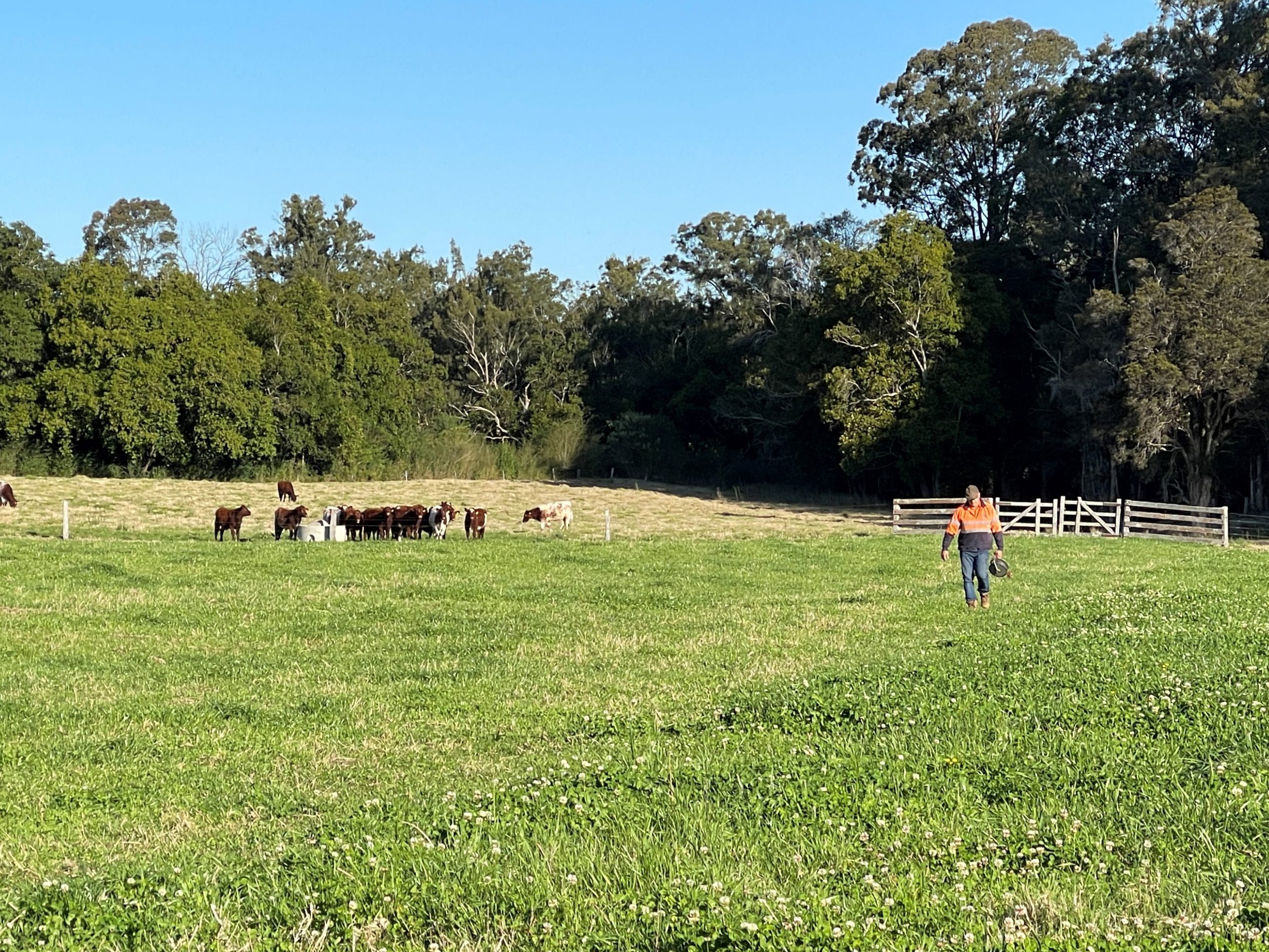 Rodney Gorton, inventor of the Clever Gate on his cattle farm